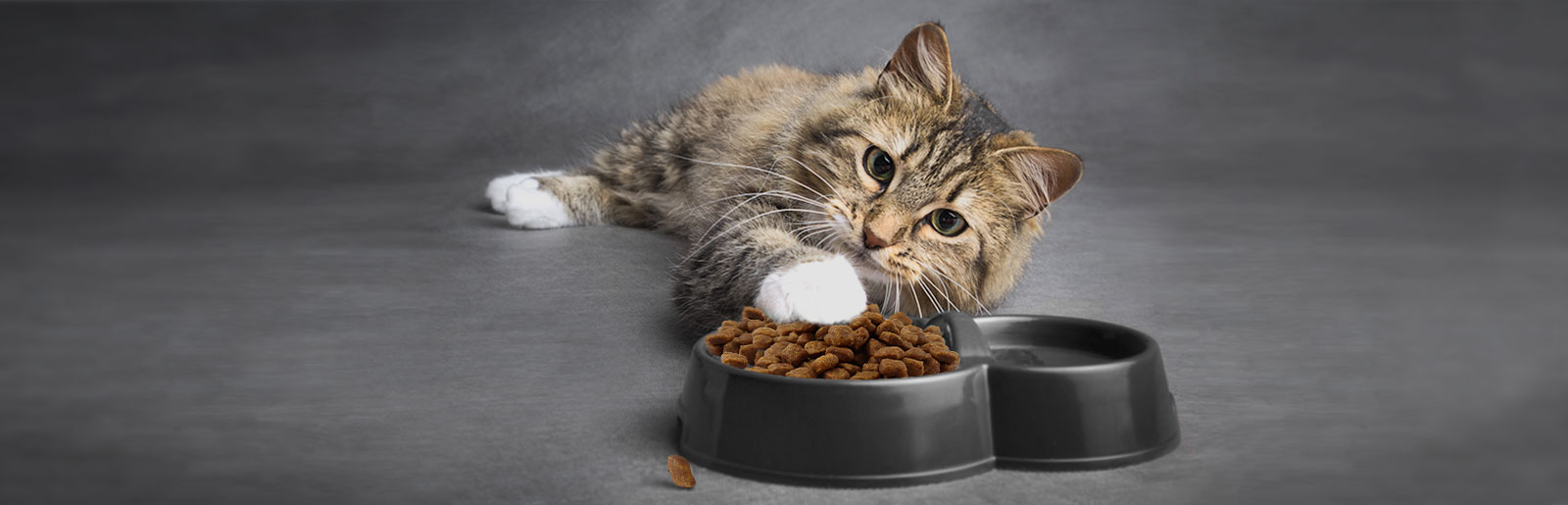 Futterumstellung bei Katzen: Katze an das neue Katzenfutter gewöhnen