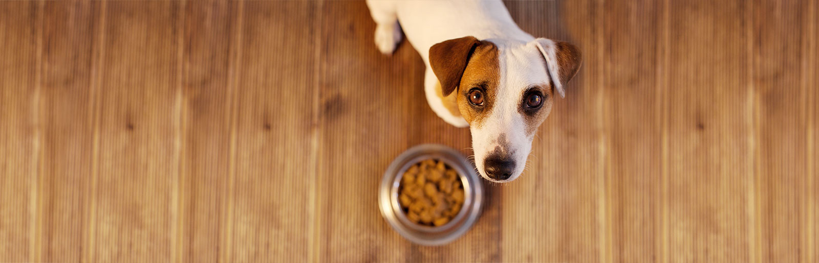 Hundefutter-Deklarationen und Inhaltsstoffe