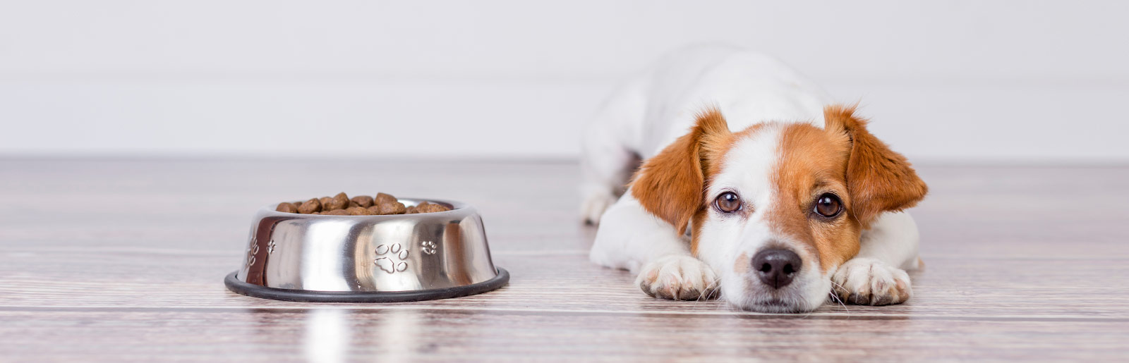 Ursachen und Tipps, wenn Hund nicht fressen möchte