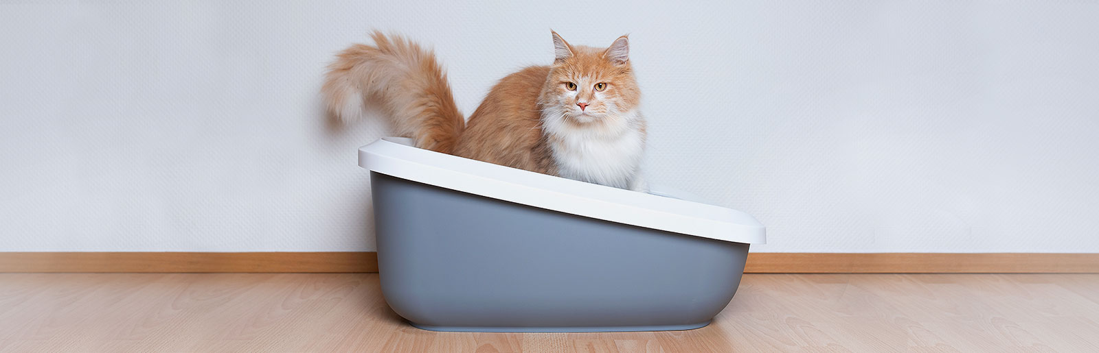 La diarrhée chez les chats : Causes et conseils