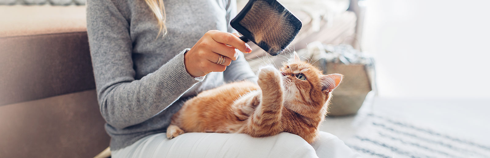 Fellpflege Katzen: Für ein glänzendes und gesundes Katzenfell