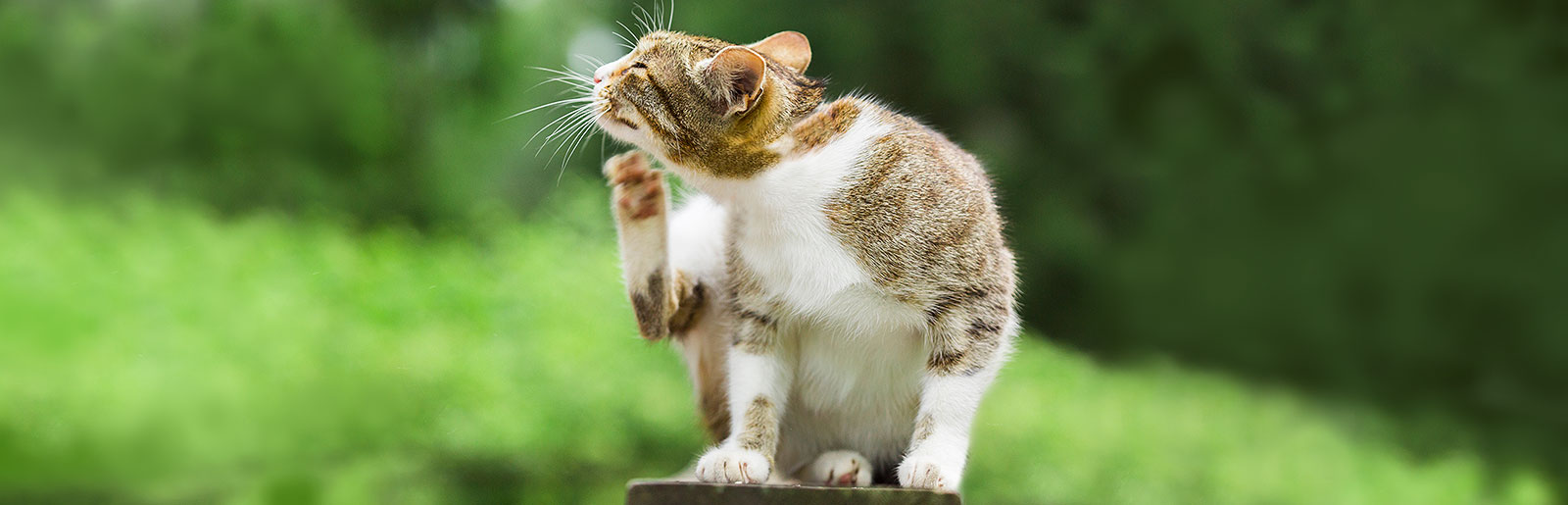 Juckreiz und Ausschlag als Symptom einer Futtermittelallergie bei Katzen