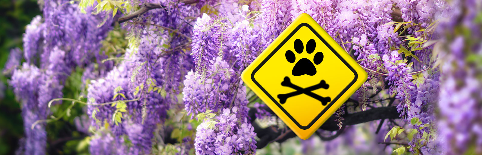 Giftige Pflanzen für Hunde und Katzen
