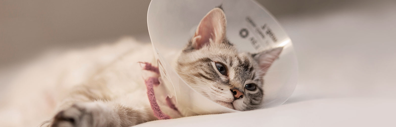 Juckreiz und Ausschlag können Symptome einer Hauterkrankung bei Katzen sein