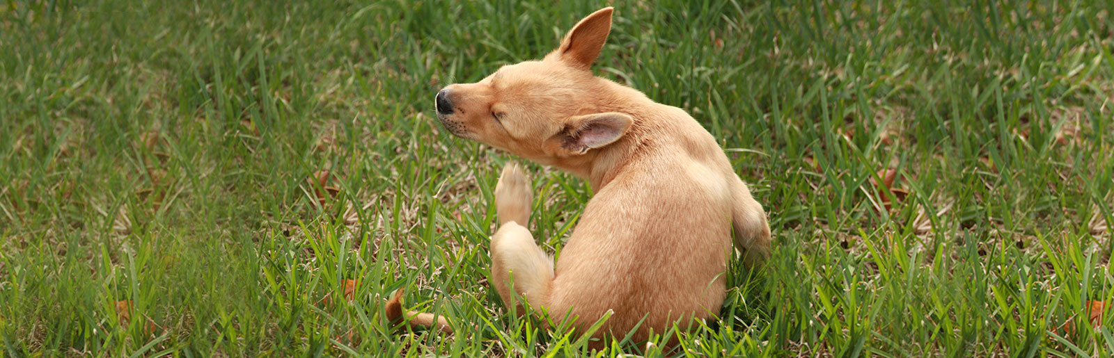 flauschiges hundekissen Groes waschbares orthopdisches Hundesofa  Snoozy Dream Fluffy Comfort