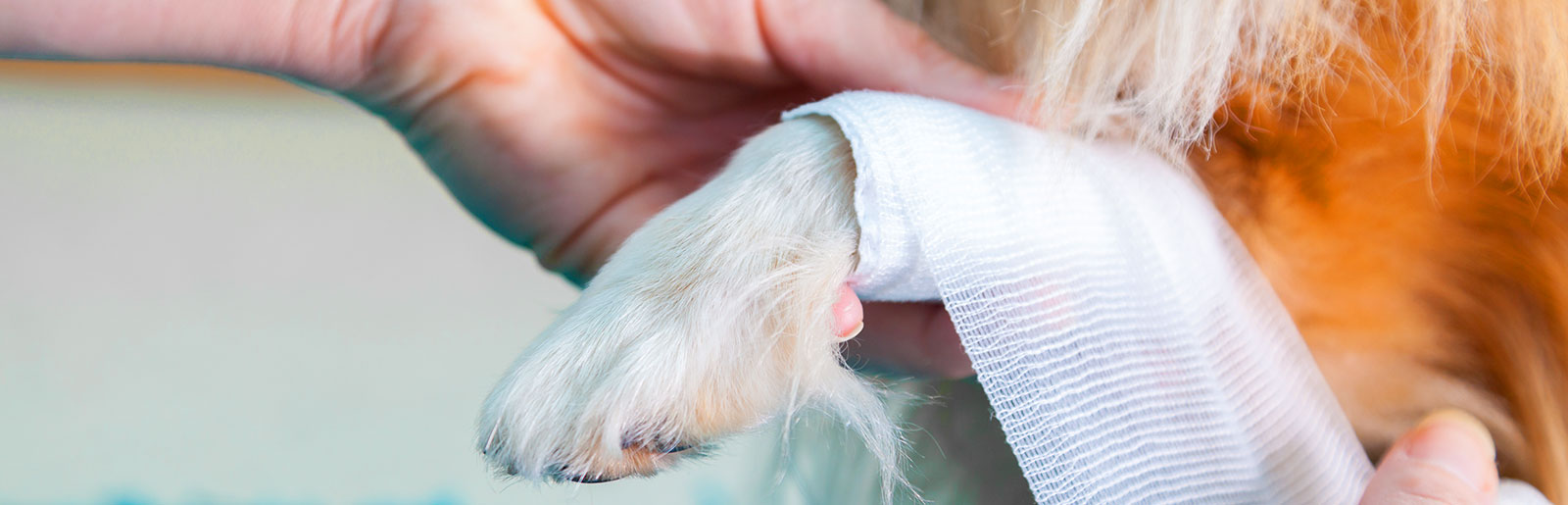 Erste Hilfe Maßnahmen bei Hunden