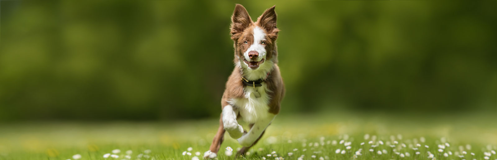 Tips voor gezonde gewrichten bij honden