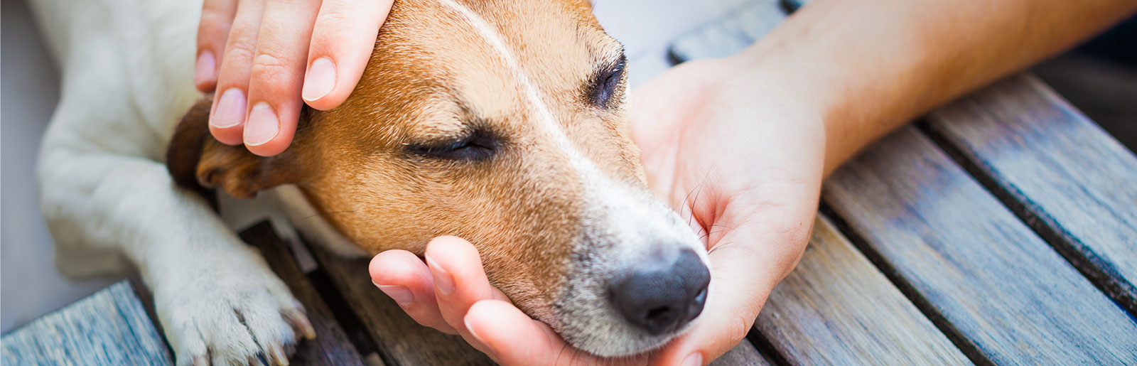 Hundefutter, das den Bedarf deckt, kann gegen Hauterkrankungen vorbeugen