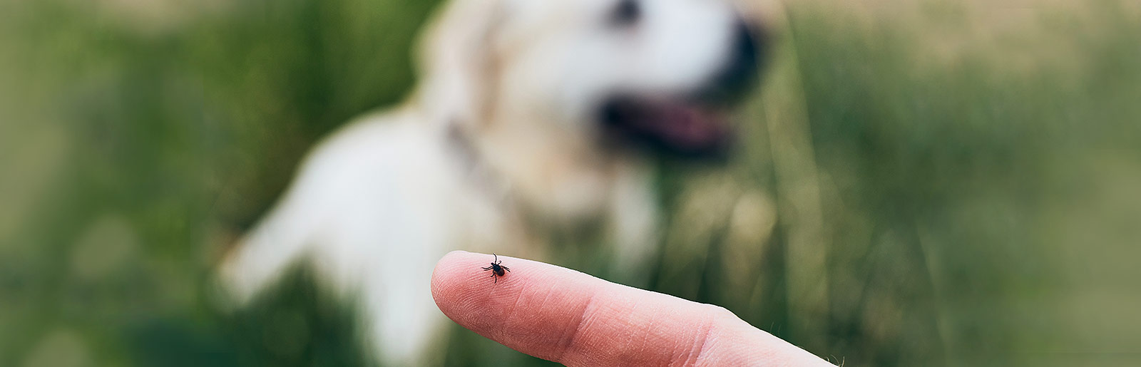 Tips voor bescherming tegen teken bij honden