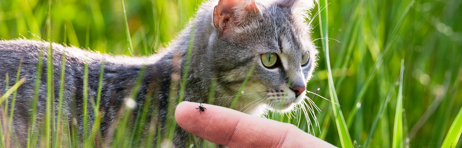 Teken bij katten - Zo beschermt u uw kat goed