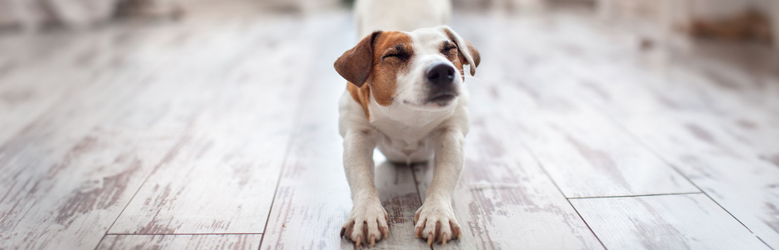 Tips om stress bij uw hond te verlichten