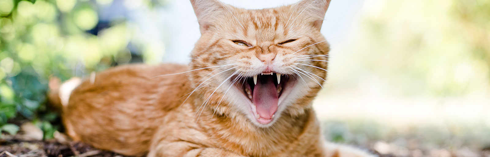 Katze hat Zahnprobleme