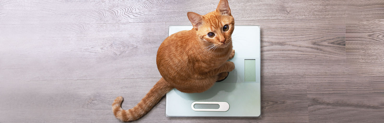 Cat sits on the scales and is weighed