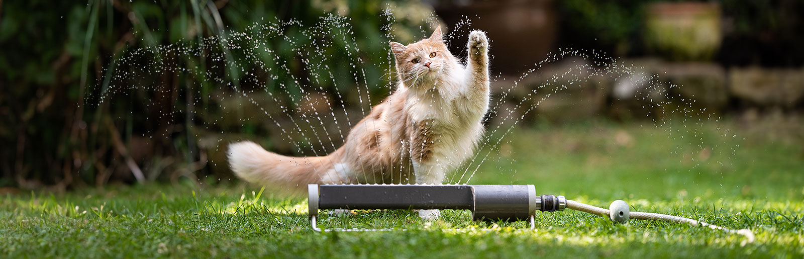 Katten en de zomerhitte