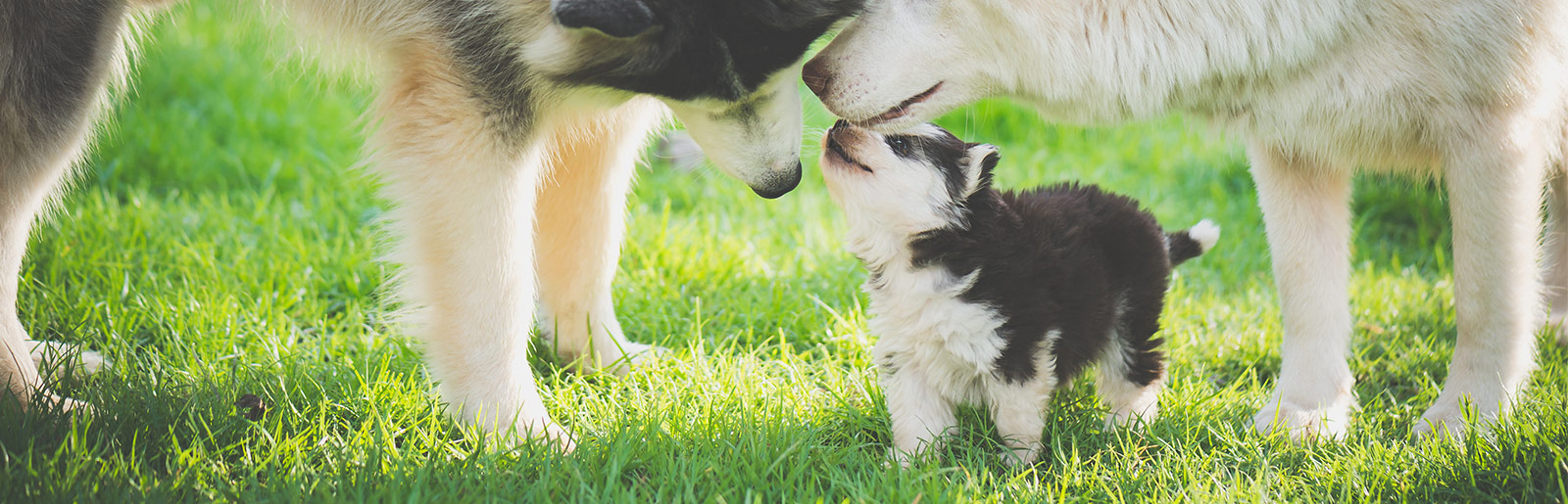 Wie lange und wie schnell wächst ein Hundewelpen?