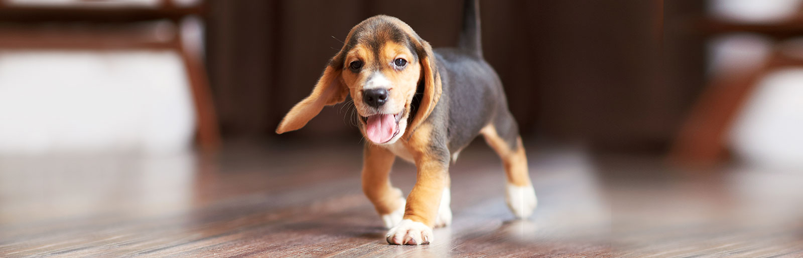 Tipps zum Thema Hundefutter, Transport des Welpen nach Hause sowie die Eingewöhnung im sicheren Zuhause