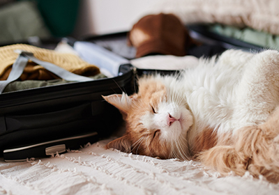 Katze liegt neben geöffnetem Koffer
