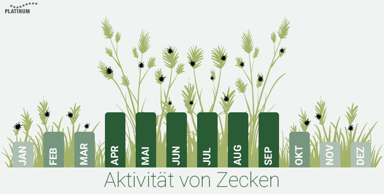 Zecken können je nach Temperatur das ganze Jahr über aktiv sein Hunde können sich auch im Winter eine Zecke einfangen