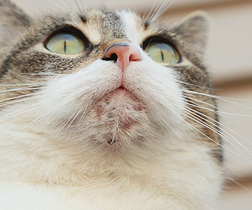 Acne bij katten wordt feline acne genoemd
