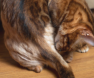 Katze verliert Fell durch verstärktes Putzverhalten ausgelöst durch Stress