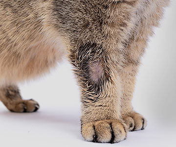 Schimmelziekte komt ook vaak voor bij katten en is zeer besmettelijk