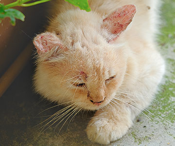 Der Befall von Katzenpilz ist eine häufige Hautkrankheit bei Katzen