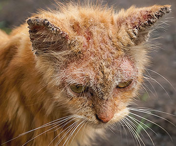 Schurft komt ook bij katten voor en is zeer besmettelijk