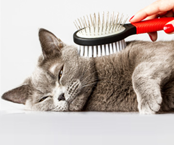 Soin du pelage BKH : les races de chats comme le British Shorthair ont une mue plus importante ou perdent leurs poils toute l'année. 