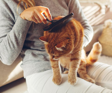 Die Fellpflege bei Katzen und regelmäßiges Bürsten, stärkt die Bindung zwischen Mensch und Katze