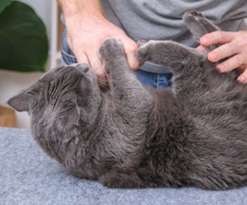 Katten verzorgen: De kat laat zich niet borstelen, wat moet ik doen?