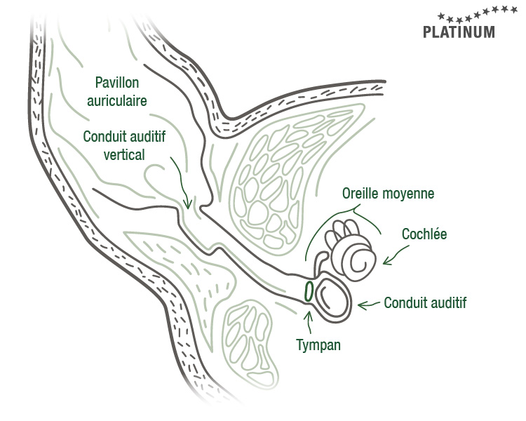 L'oreille est divisée en oreille externe, oreille moyenne et oreille interne.