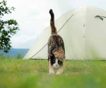 Eine Katze streckt sich auf einer Wiese vor einem Zelt.