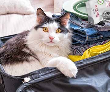 Der katzengerechte Garten sollte ausbruchssicher sein Katze sitzt im Koffer