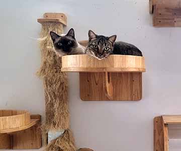 Zwei Katzen sitzen auf einem Element auf einer Kratzwand.