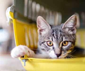 Eine Katze sitzt in einer Transportbox.