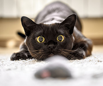 Species-appropriate feeding through Activity Feeding Dry food for cats can be used for activity feeding