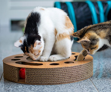 Activty Feeding requires skill and stamina from the cat Activty Feeding as a meaningful activity for cats