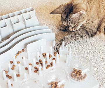Cats can live out their hunting and play instincts with Activity Feeding Keep cats busy and let them work out their own food