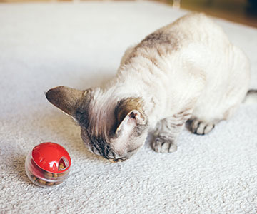 Houd katten bezig en laat ze hun eigen eten klaarmaken