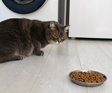 Senior kat eet geen kattenvoer of seniorenvoer