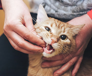 Een oude kat kleine porties seniorenvoer uit de hand geven.