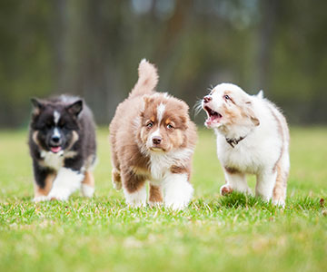 Dans un groupe de chiots, il devrait y avoir des quadrupèdes de la même taille et du même âge.