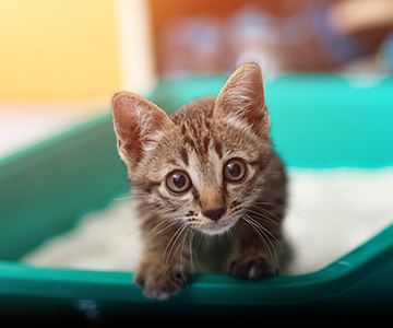 Kitten die unter Durchfall leiden, sollten zeitnah vom Tierarzt untersucht werden