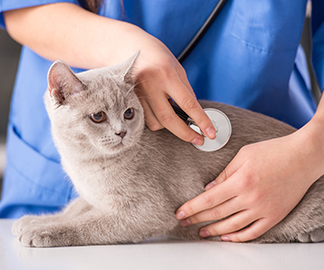 Durchfall bei Katzen: Der Tierarzt sucht die Ursachen wie z.B. Würmer, Infektionen oder Vergiftungen und verordnet geeignete Medikamente wie bspw. ein Durchfallmittel
