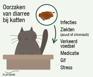 Oorzaken van diarree bij katten zijn: Infecties, ziektes, verkeerde kattenvoeding, medicatie, vergif of stress.