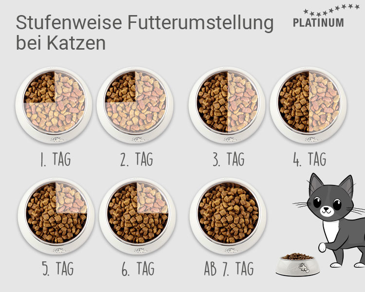 So gelingt der Wechsel zu einem neuen Katzenfutter Stück für Stück