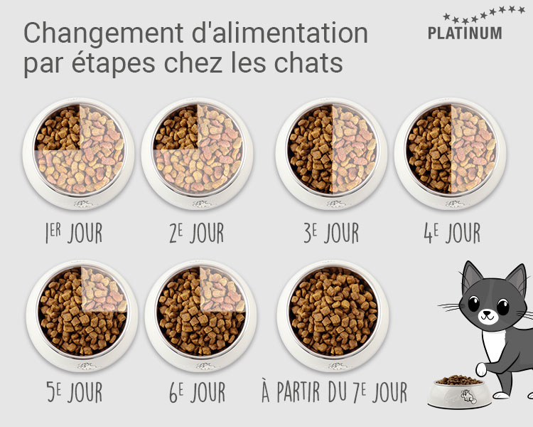 Comment réussir le changement d'alimentation chez les chats, étape par étape