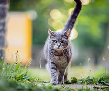 Many cat owners face the question of whether to let their cat outside or not.