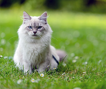 The garden can be secured with a cat fence.