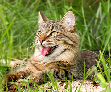 Le mouvement respiratoire et la salive qui s'évapore permettent aux chats de se rafraîchir.